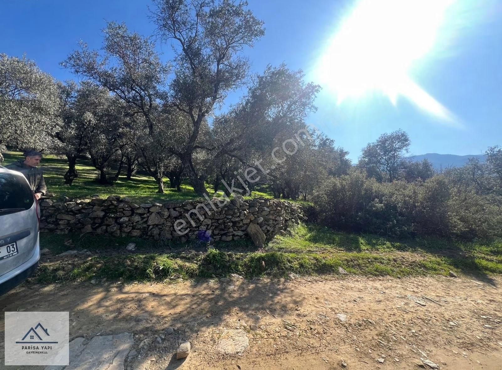 Müstakil Tek Parsel Köy Yakını Yola Cepheli Zeytin Bahçesi - Görsel 3