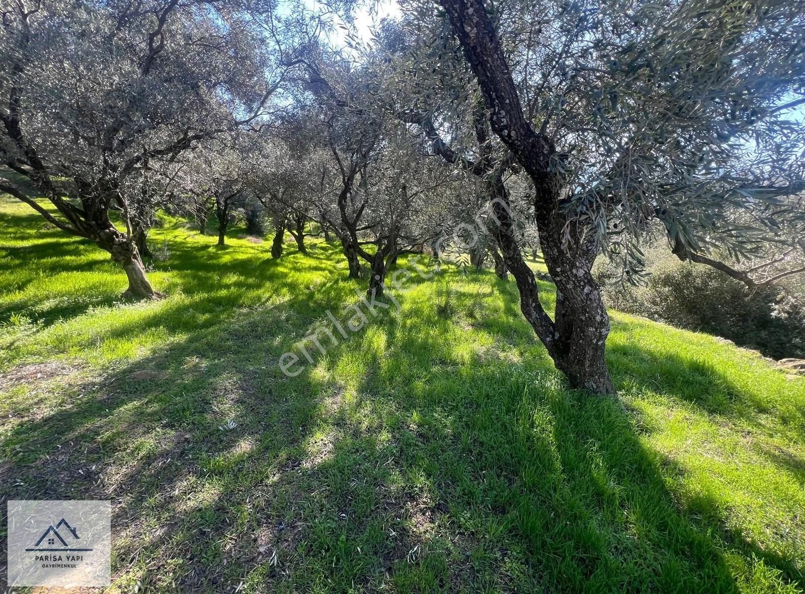 Müstakil Tek Parsel Köy Yakını Yola Cepheli Zeytin Bahçesi