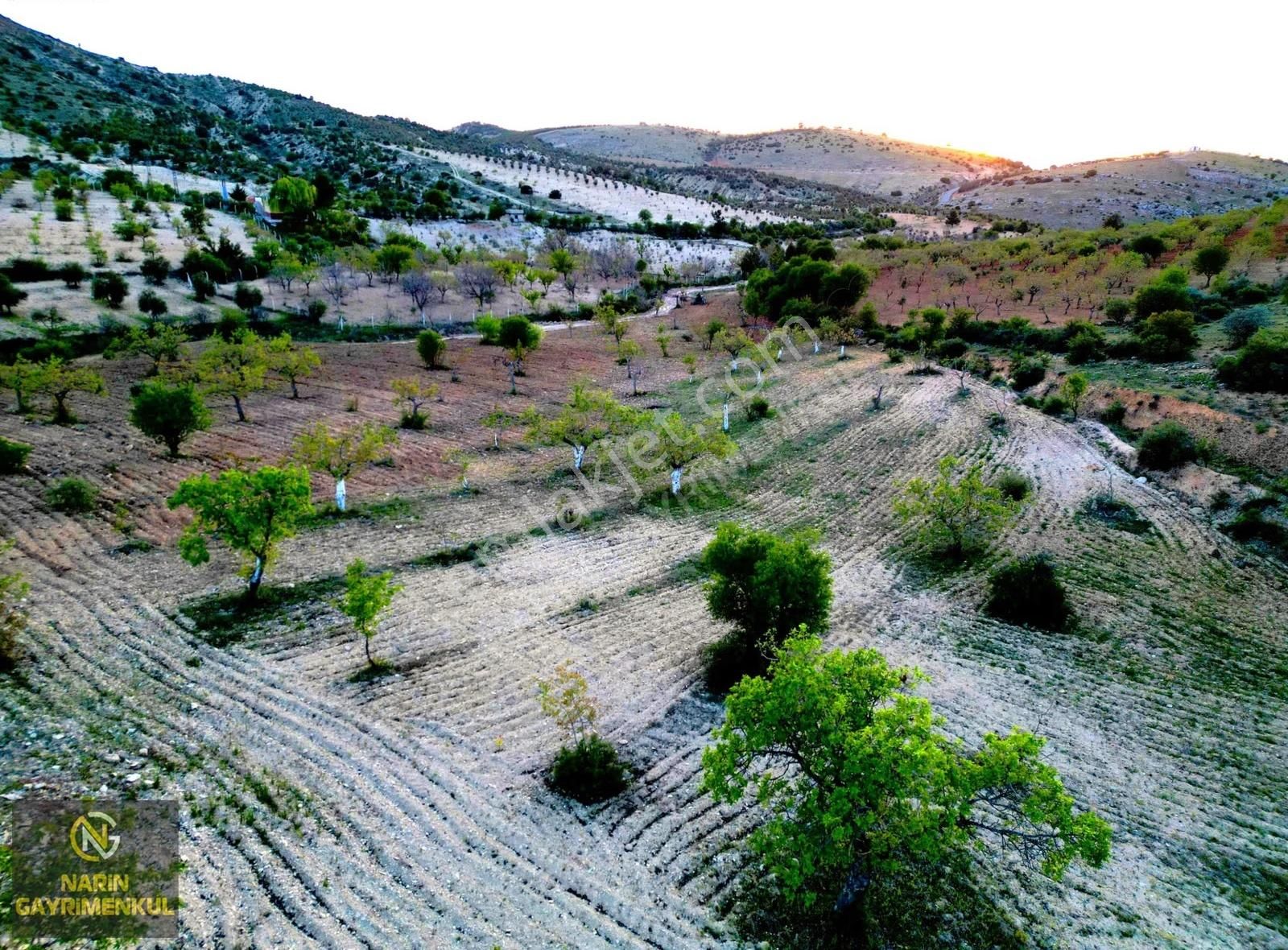 Şahinbey Güllüce Fıstık Zeytin Bahçesi Asfalta 250 Metre Mesafe - Görsel 2