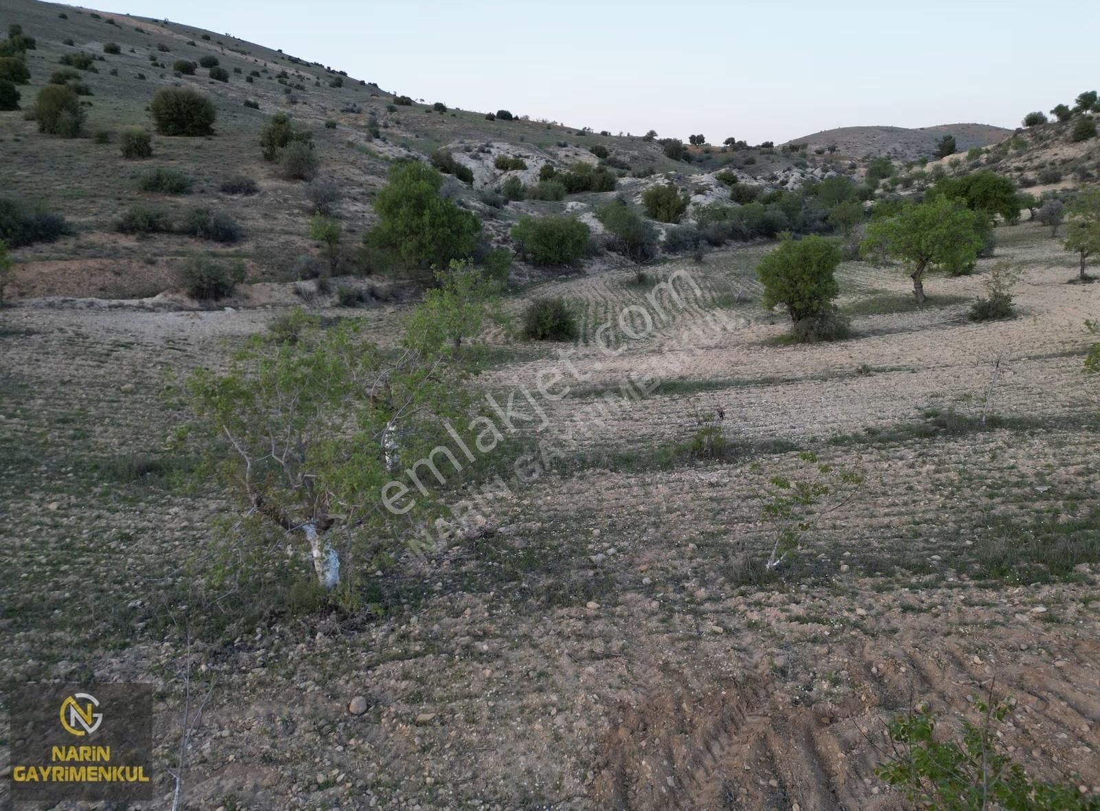 Şahinbey Güllüce Fıstık Zeytin Bahçesi Asfalta 250 Metre Mesafe - Görsel 5