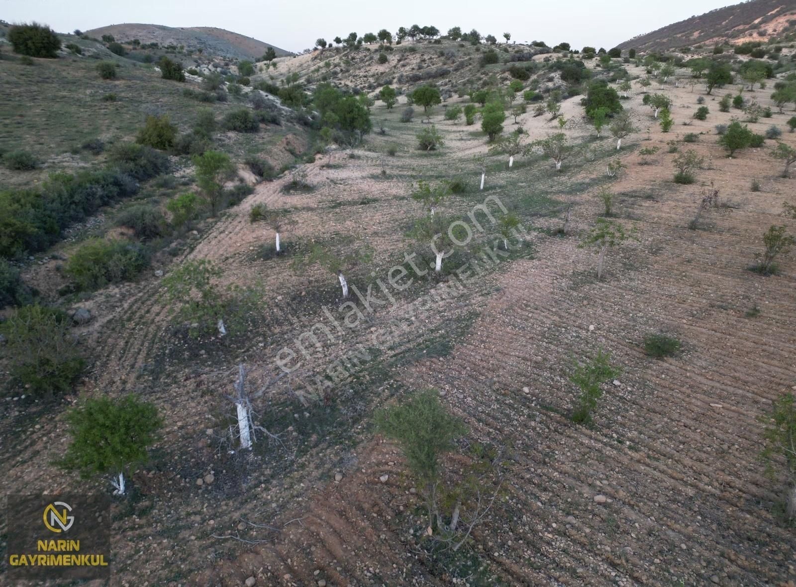 Şahinbey Güllüce Fıstık Zeytin Bahçesi Asfalta 250 Metre Mesafe - Görsel 6
