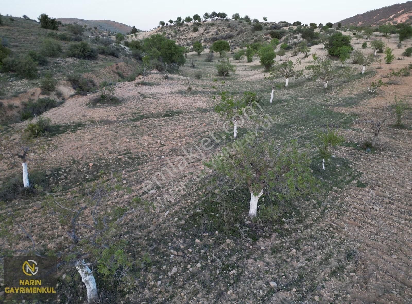 Şahinbey Güllüce Fıstık Zeytin Bahçesi Asfalta 250 Metre Mesafe - Görsel 7