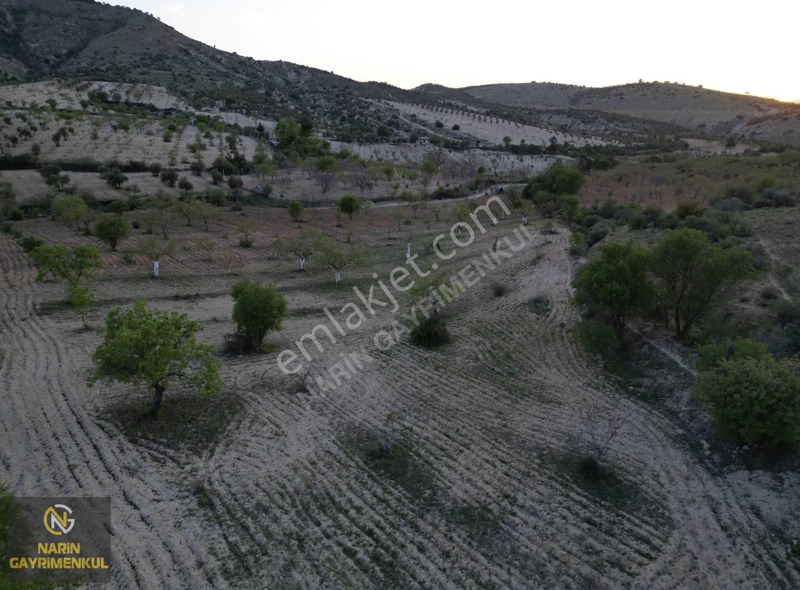 Şahinbey Güllüce Fıstık Zeytin Bahçesi Asfalta 250 Metre Mesafe - Görsel 8