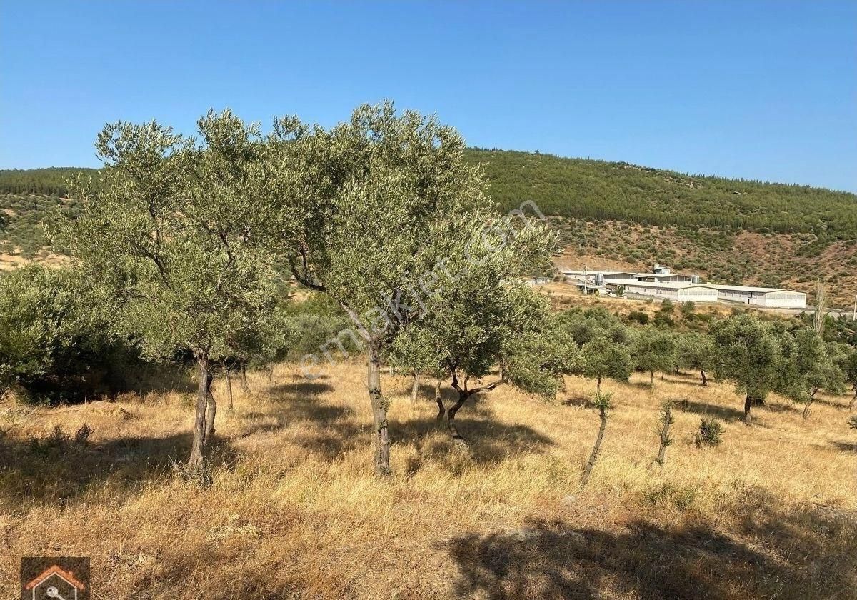 Günay Emlak'tan Torbalı Taşkeşik Mah Köy Civarı Tek Tapu Satılık Zeytinlik - Görsel 3