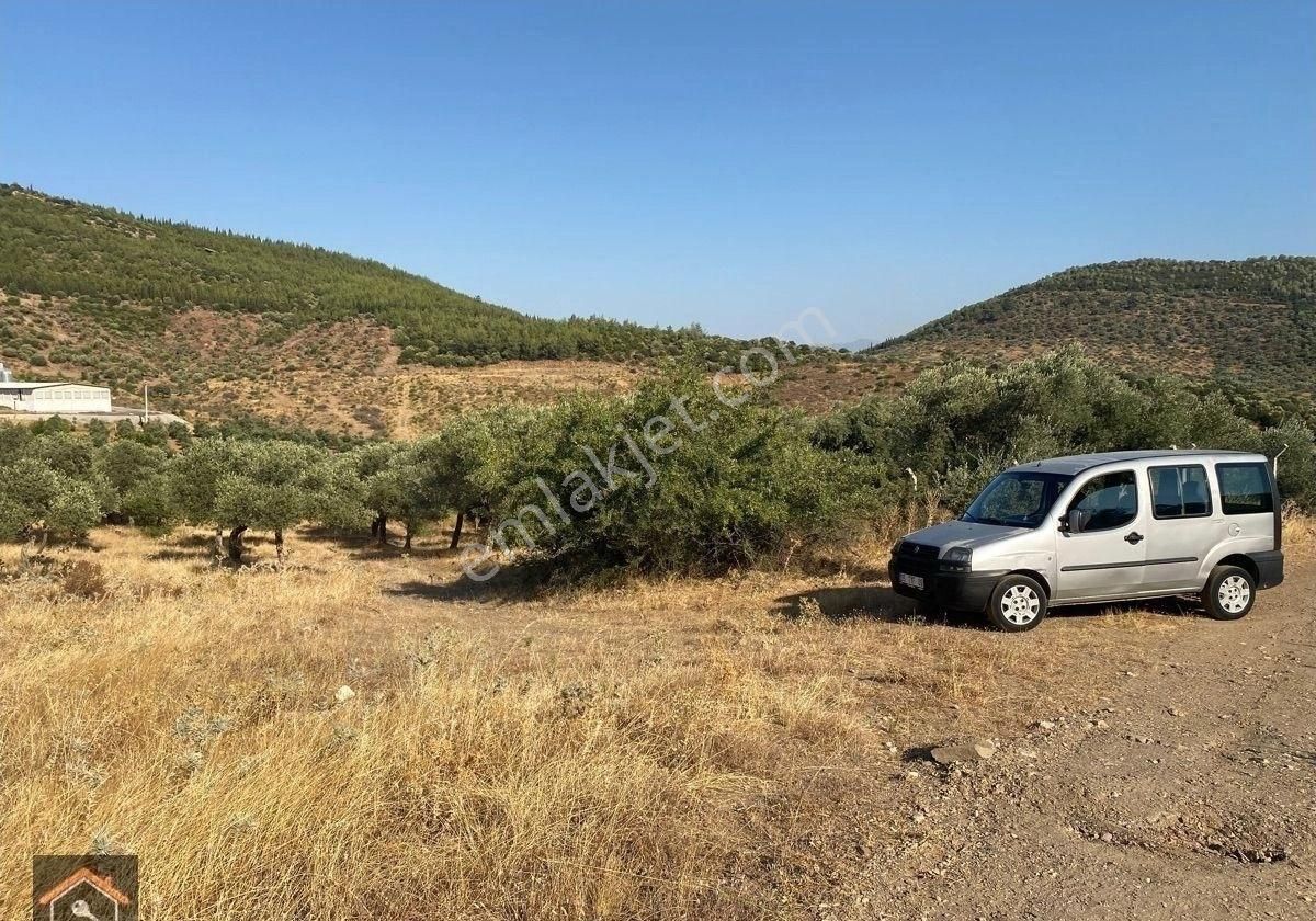 Günay Emlak'tan Torbalı Taşkeşik Mah Köy Civarı Tek Tapu Satılık Zeytinlik - Görsel 2