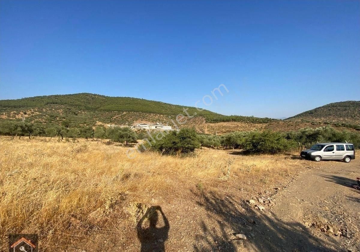 Günay Emlak'tan Torbalı Taşkeşik Mah Köy Civarı Tek Tapu Satılık Zeytinlik - Görsel 13