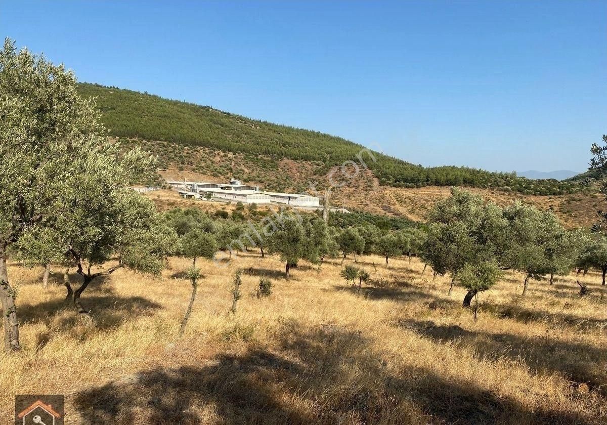 Günay Emlak'tan Torbalı Taşkeşik Mah Köy Civarı Tek Tapu Satılık Zeytinlik - Görsel 21