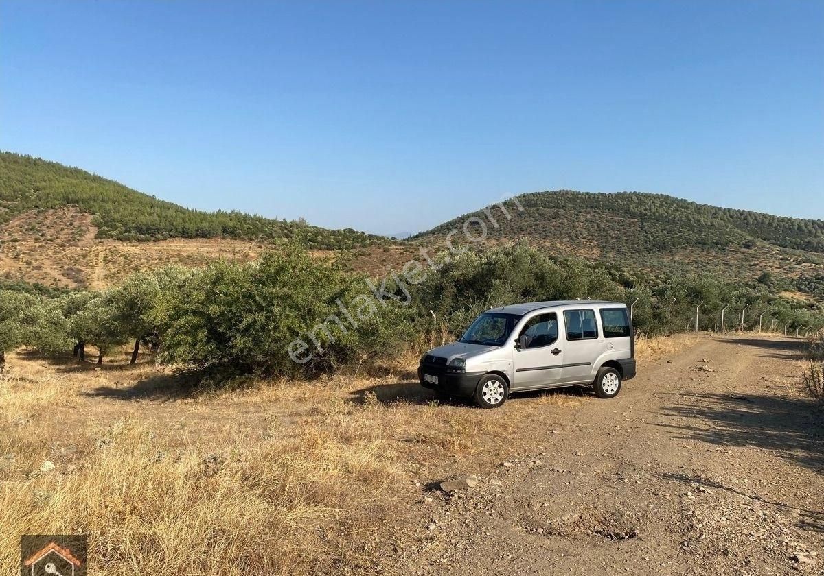 Günay Emlak'tan Torbalı Taşkeşik Mah Köy Civarı Tek Tapu Satılık Zeytinlik