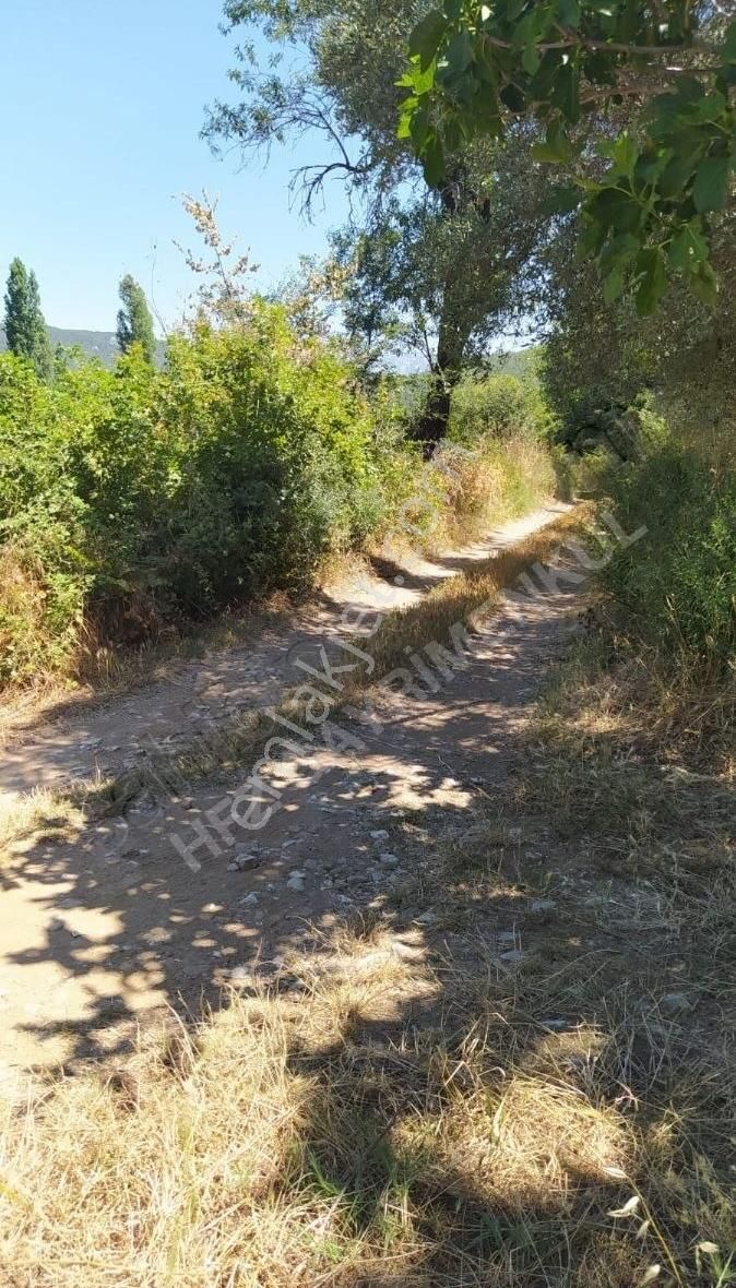 Muğla Ula Köprübaşında Satılık 3878 M² Tarla - Görsel 21