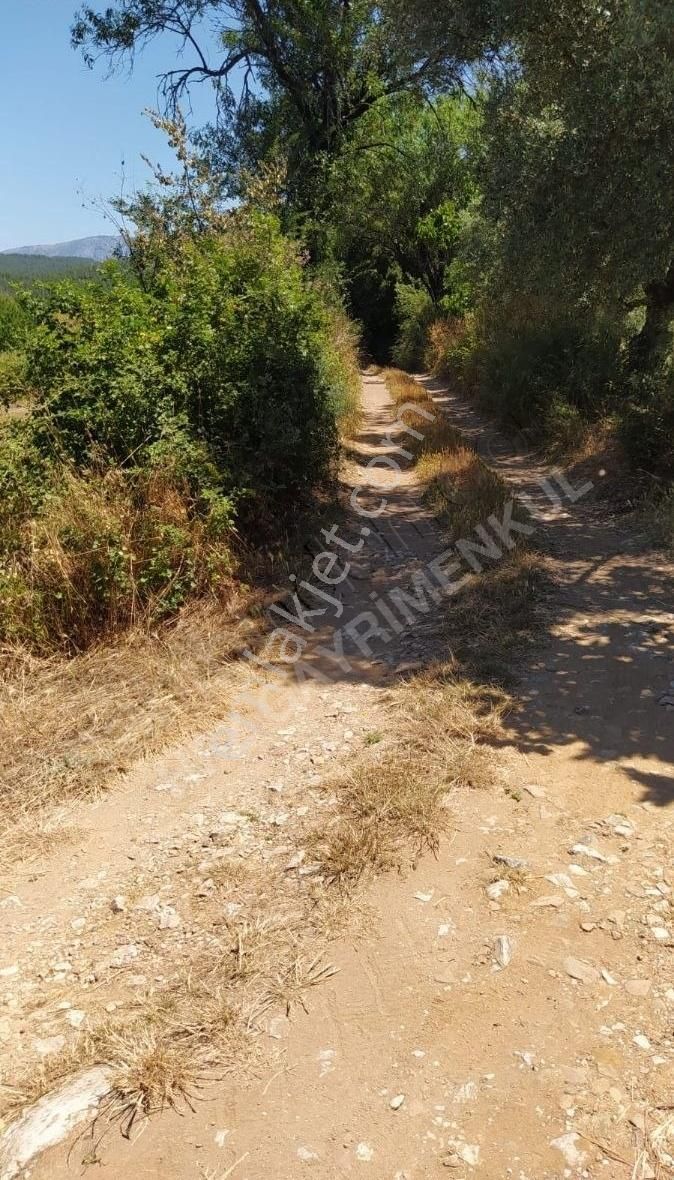 Muğla Ula Köprübaşında Satılık 3878 M² Tarla - Görsel 16