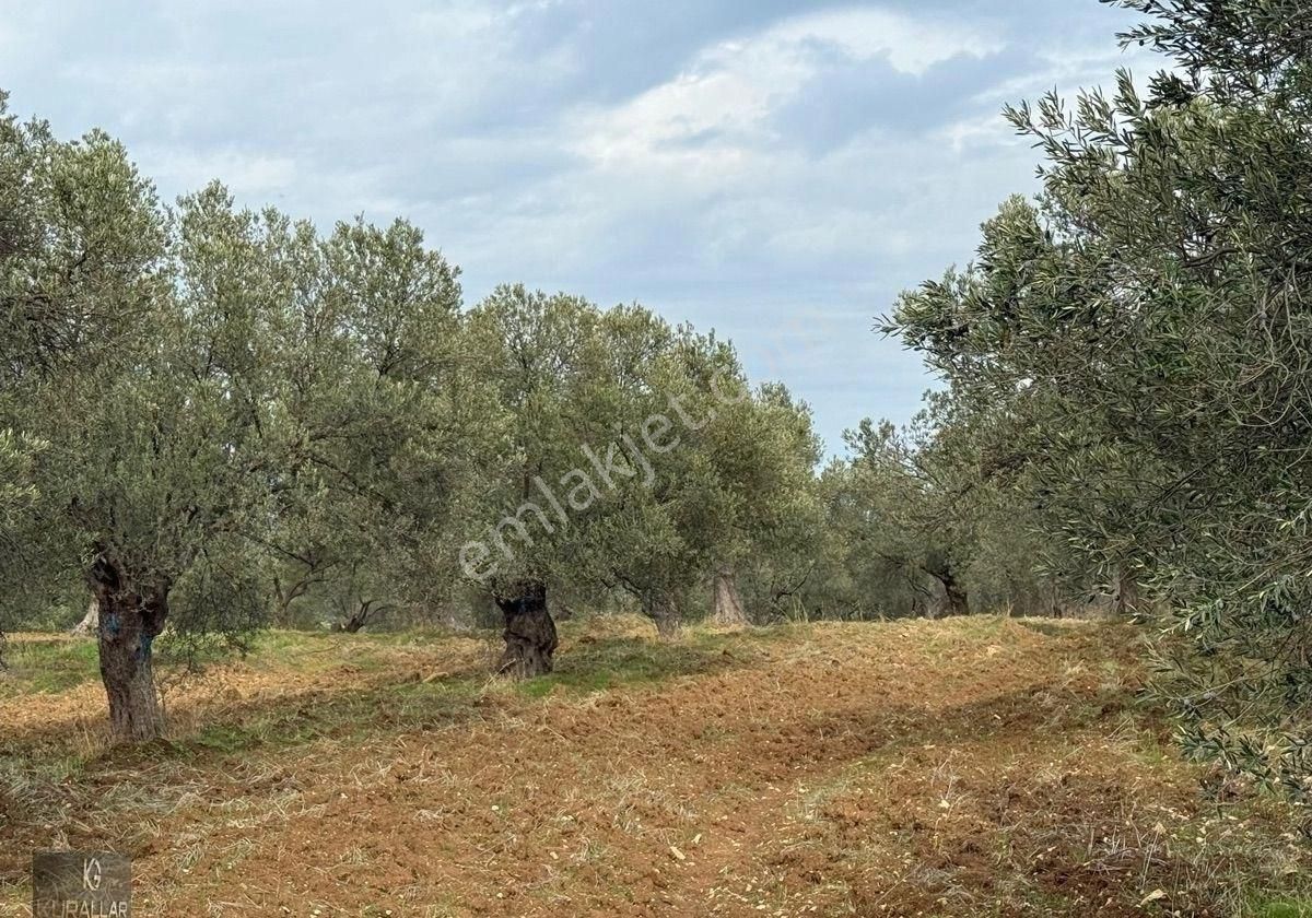 Kurallar Gayrimenkulden Sahil Tarafın Da Zeytinlik - Görsel 4