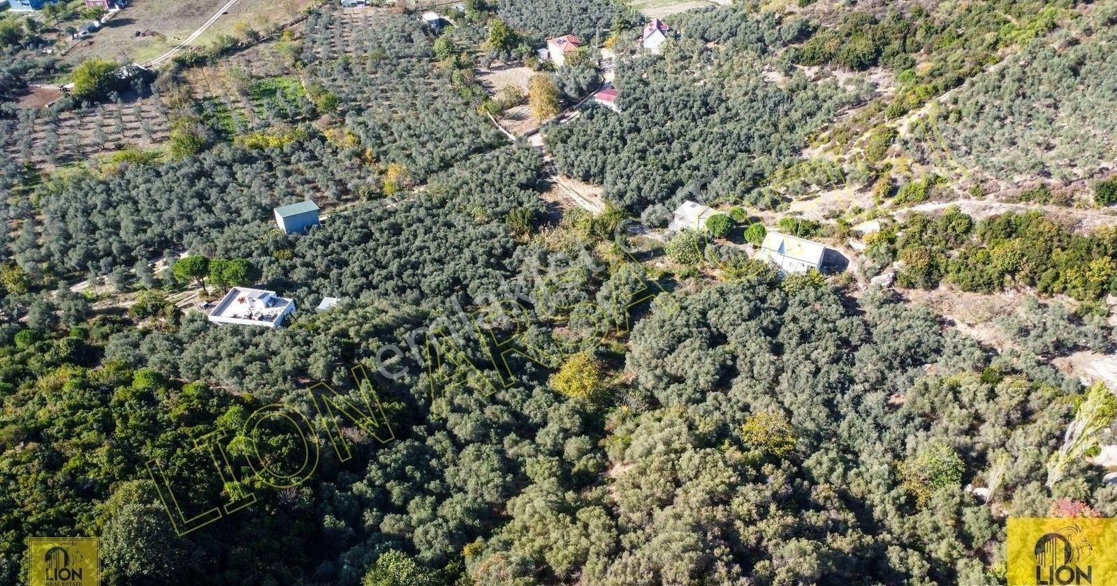 🟨⬛lıon Emlak'tan Erdek Turan Mahallesi Yatırımlık 1361m² Satılık Zeytinlik⬛🟨 - Görsel 4