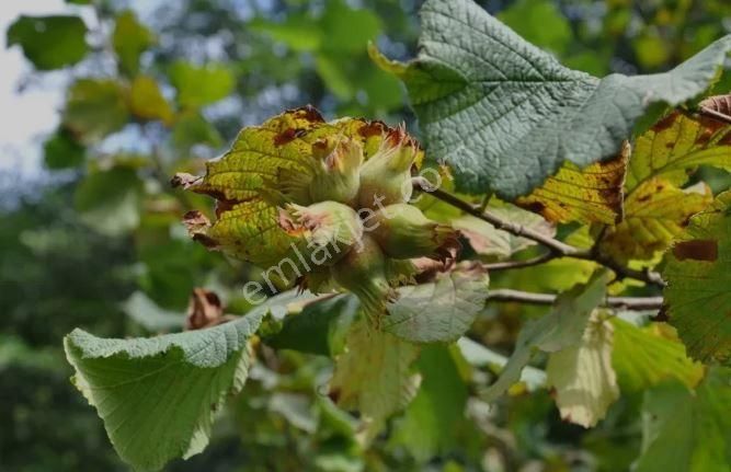 Köy İçi Kocaali Kirazlı Mah. Satılık Fındık Bahçesi - Görsel 4