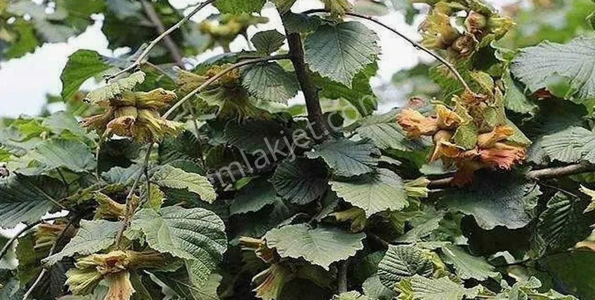 Köy İçi Kocaali Kirazlı Mah. Satılık Fındık Bahçesi - Görsel 5