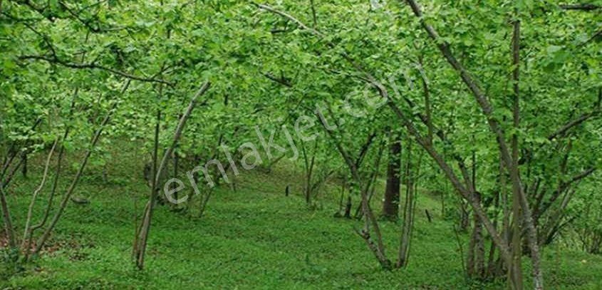 Köy İçi Kocaali Kirazlı Mah. Satılık Fındık Bahçesi - Görsel 2