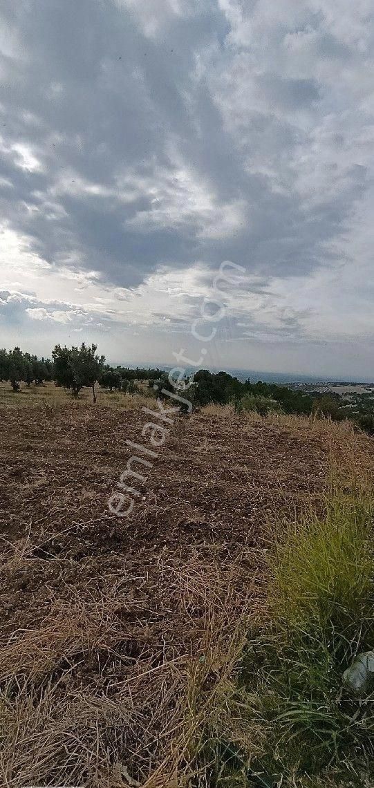 Manisa Turgutlu Musalaryeniköy 22 Dönüm Zeytinlik Elektirik Su Vardır - Görsel 13