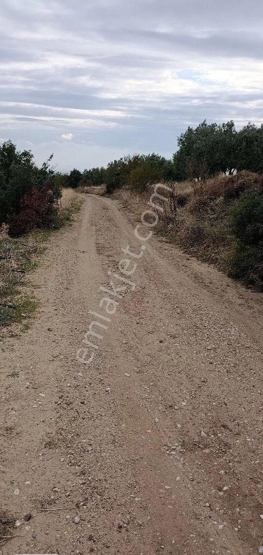 Manisa Turgutlu Musalaryeniköy 22 Dönüm Zeytinlik Elektirik Su Vardır - Görsel 9