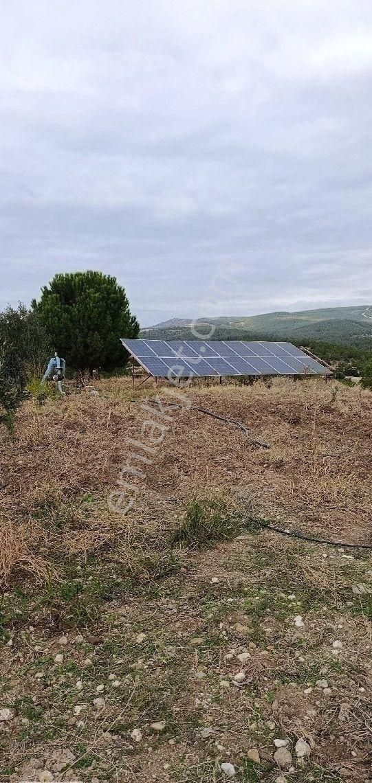 Manisa Turgutlu Musalaryeniköy 22 Dönüm Zeytinlik Elektirik Su Vardır - Görsel 31