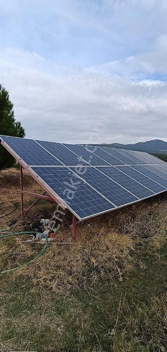 Manisa Turgutlu Musalaryeniköy 22 Dönüm Zeytinlik Elektirik Su Vardır - Görsel 10