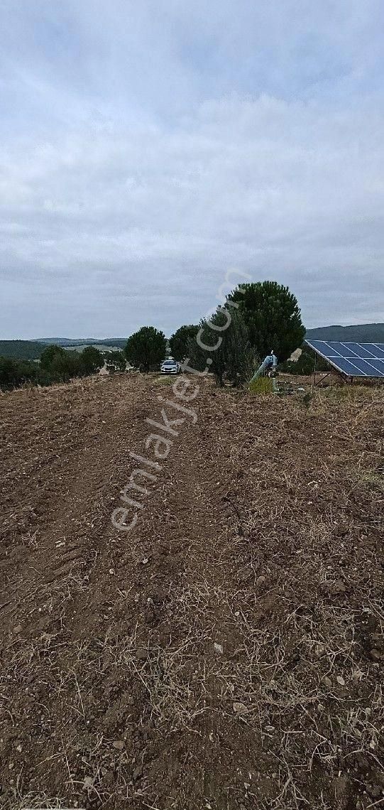 Manisa Turgutlu Musalaryeniköy 22 Dönüm Zeytinlik Elektirik Su Vardır - Görsel 16