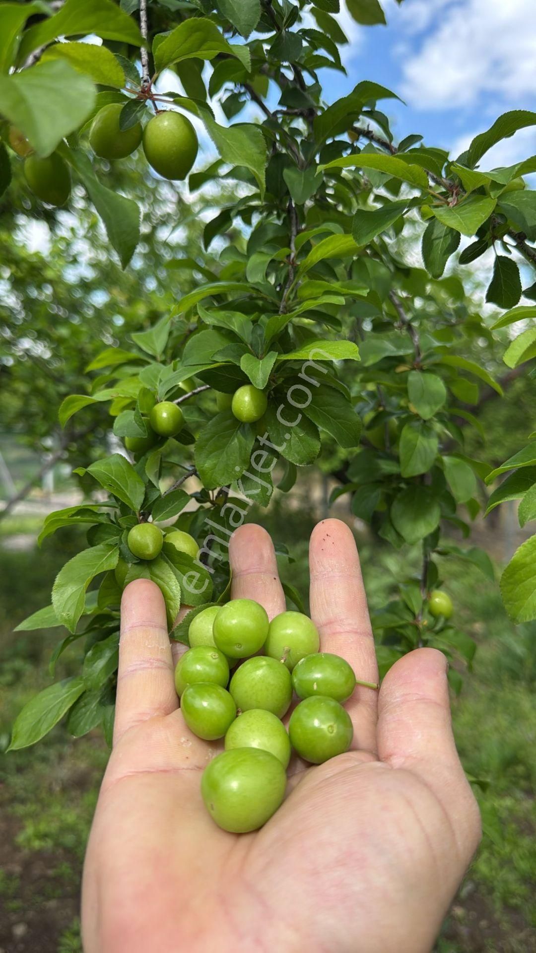Ev Ve Müstakil Tapulu Erik Bahçesi - Görsel 12