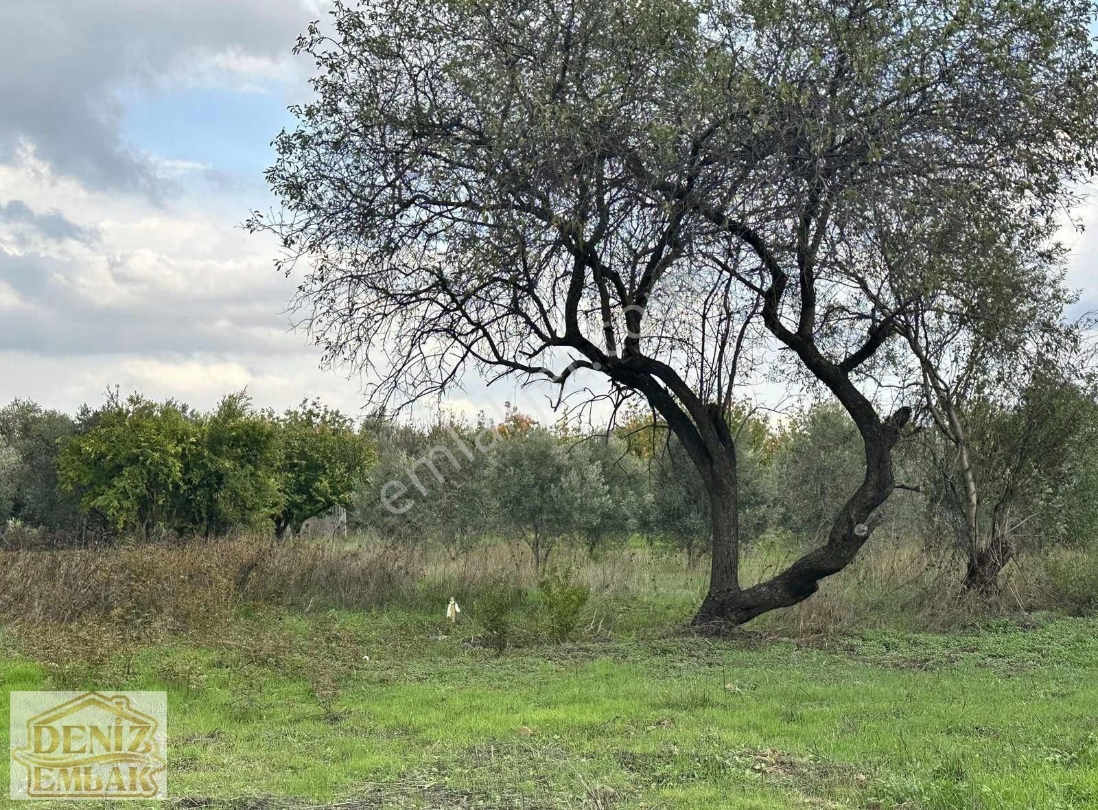 İhtiyaçtan Acil Satılık 134m2 Tarla. Menemen Haykıran - Görsel 2