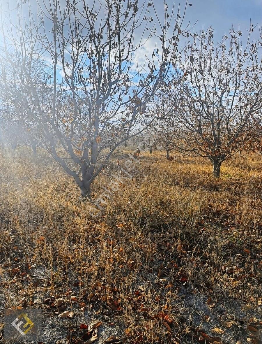 Furkan Emlak Yeşilevler Mah.kavakdibi Mevki Verimli 4833m² Tarla - Görsel 2