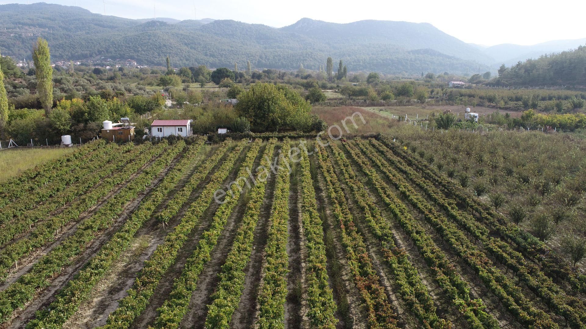 Satılık Tarla Kirazlı Köyü