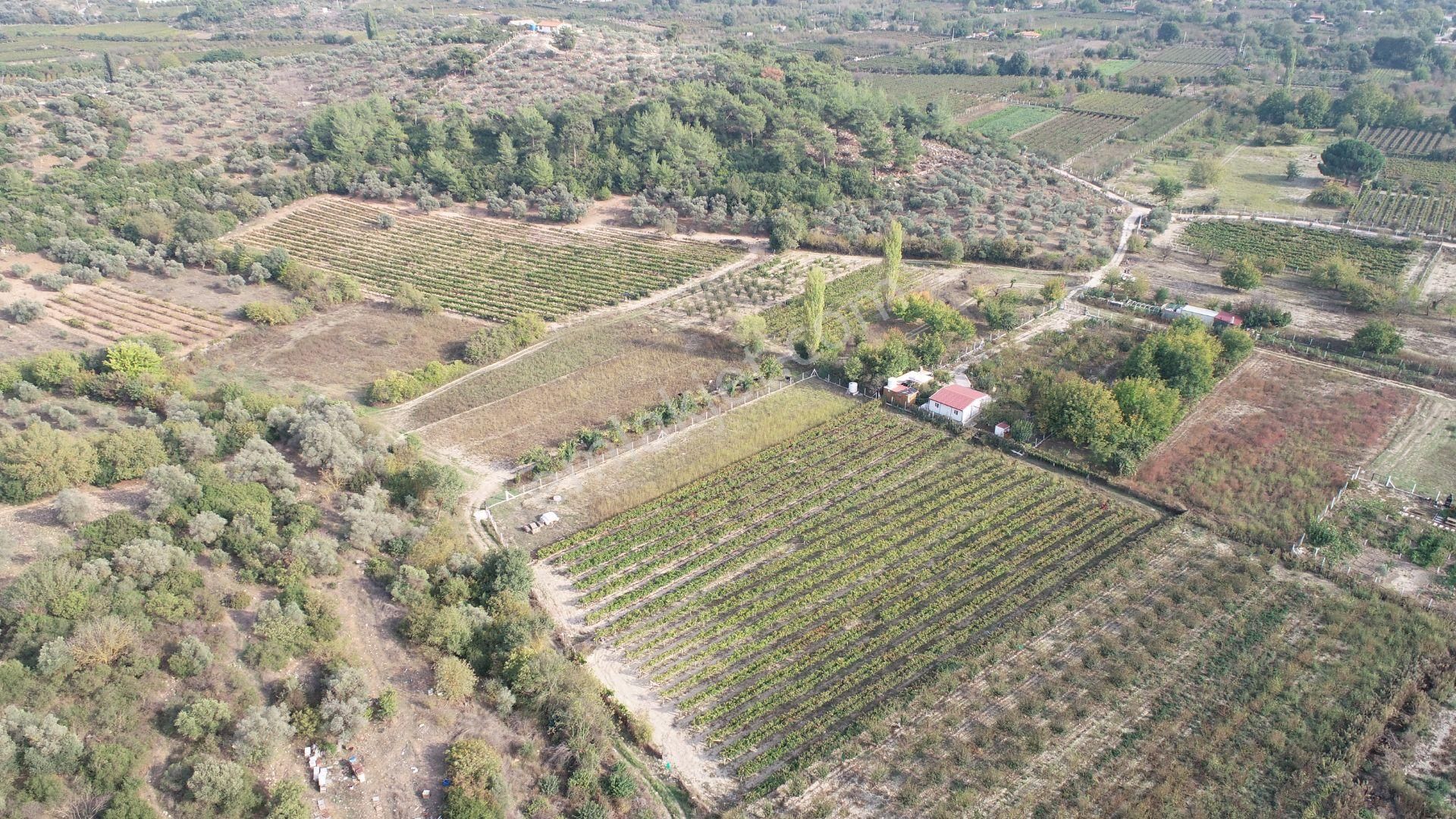 Satılık Tarla Kirazlı Köyü - Görsel 7