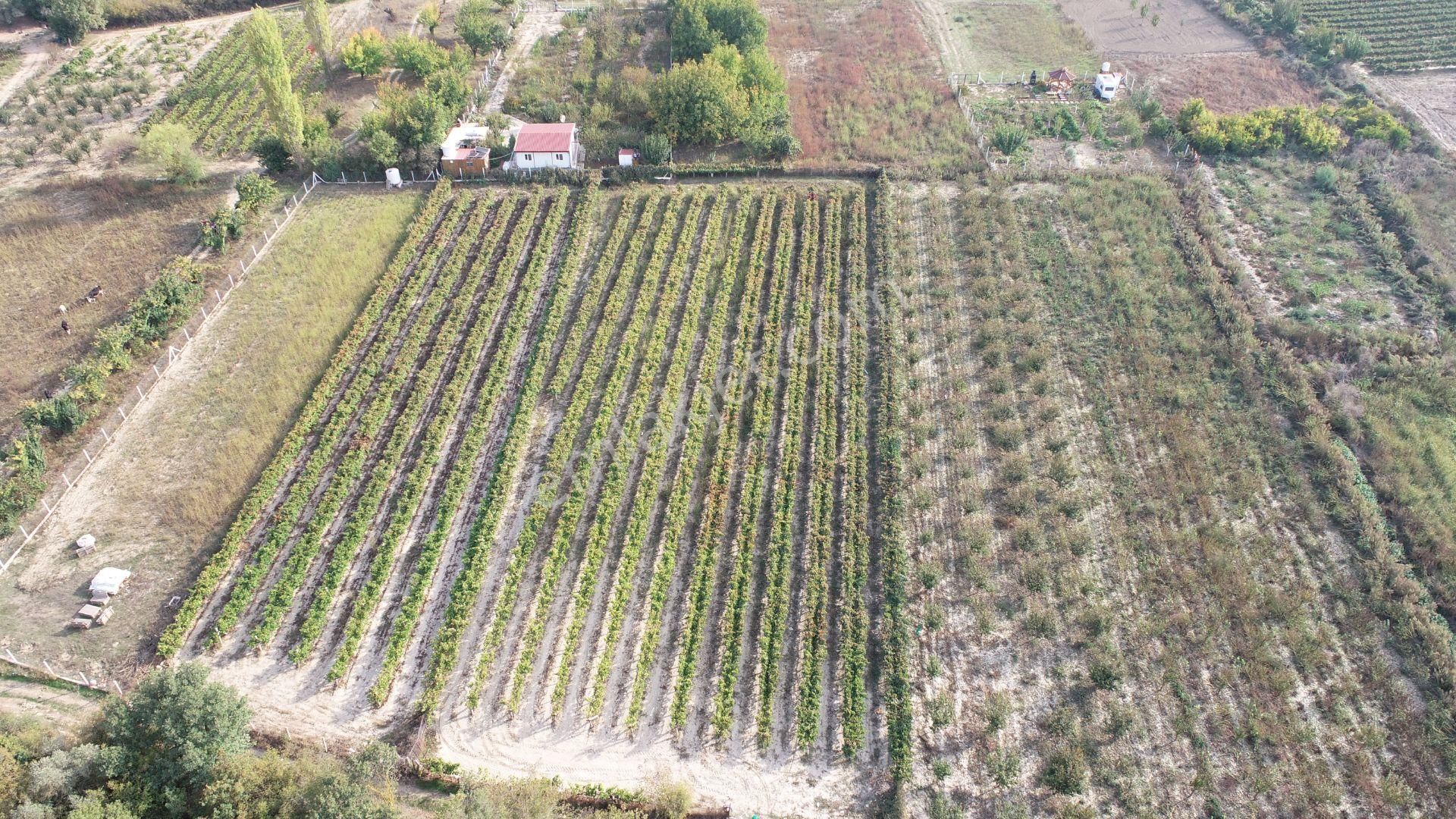 Satılık Tarla Kirazlı Köyü - Görsel 9