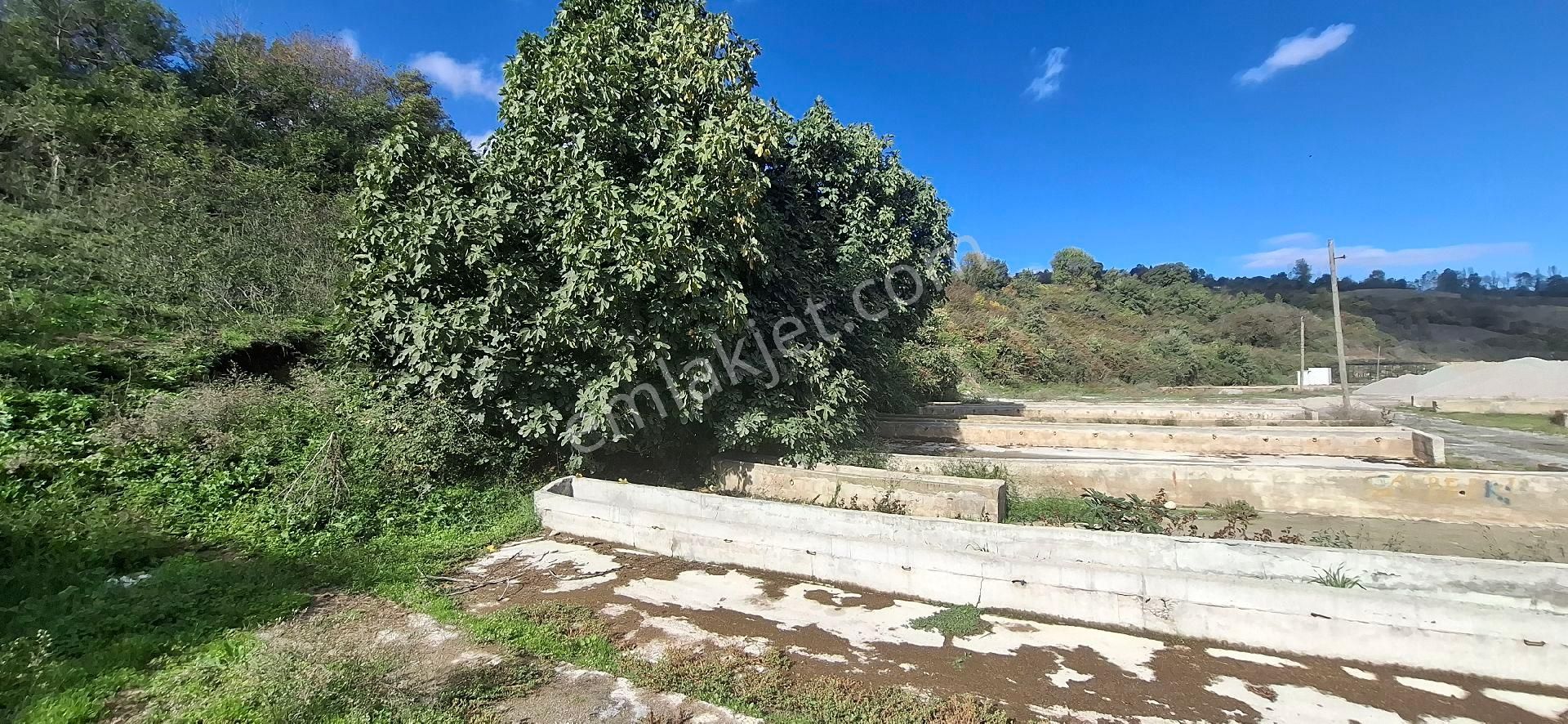 Samsun İlkadım Badırlı Köyü Mert Irmağı ,bim Deposu Yakınında 2.000 M2 Ticari Arsa - Görsel 11