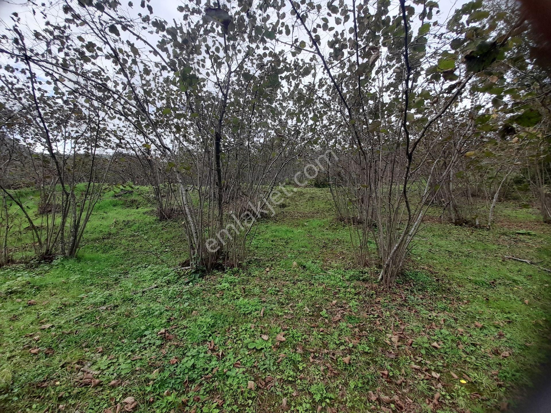 Satılık Piraziz Hasanşeyhde Uygun 5190m2 Fındık Bahçesi - Görsel 7