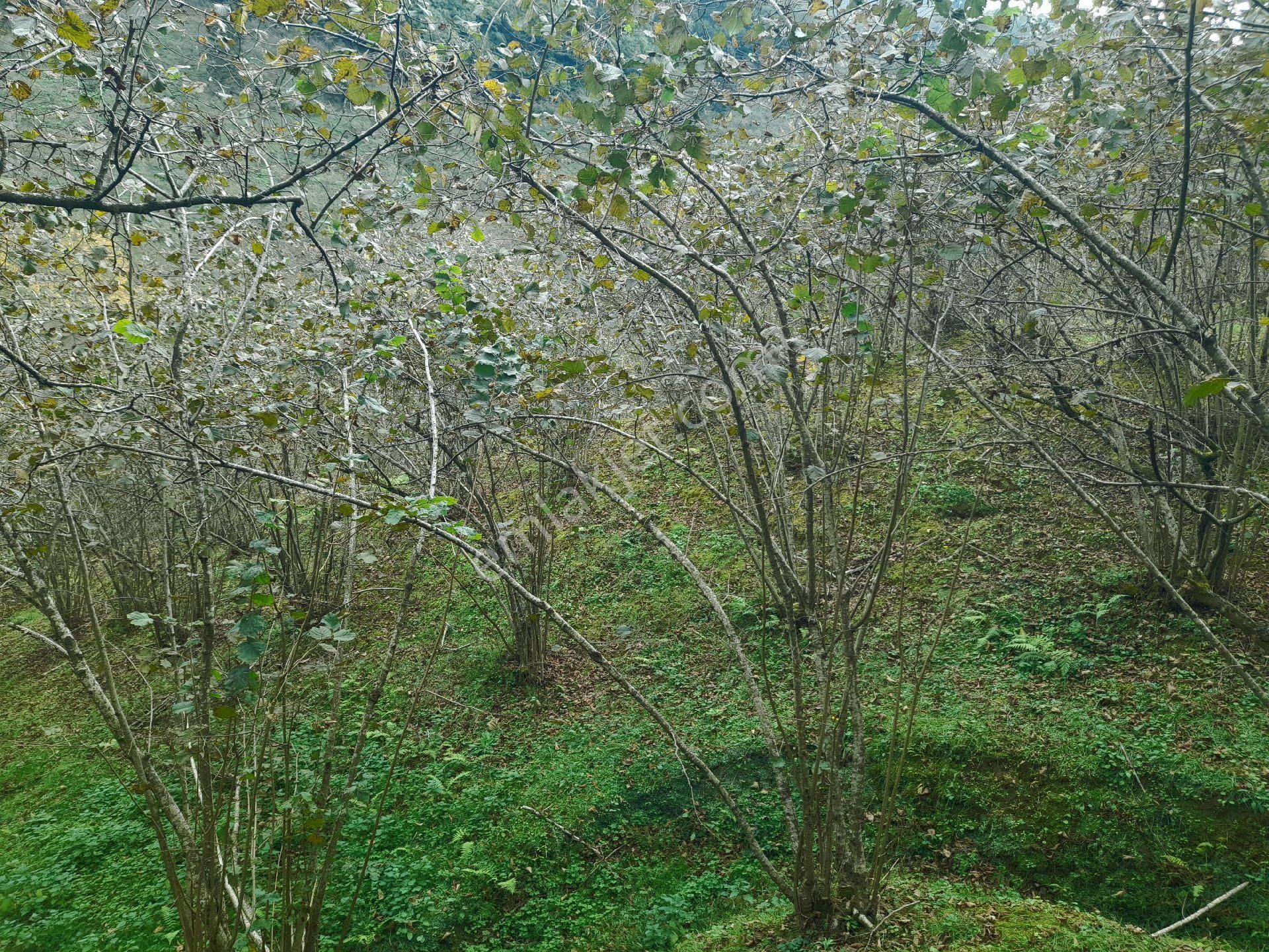 Satılık Piraziz Hasanşeyhde Uygun 5190m2 Fındık Bahçesi - Görsel 10