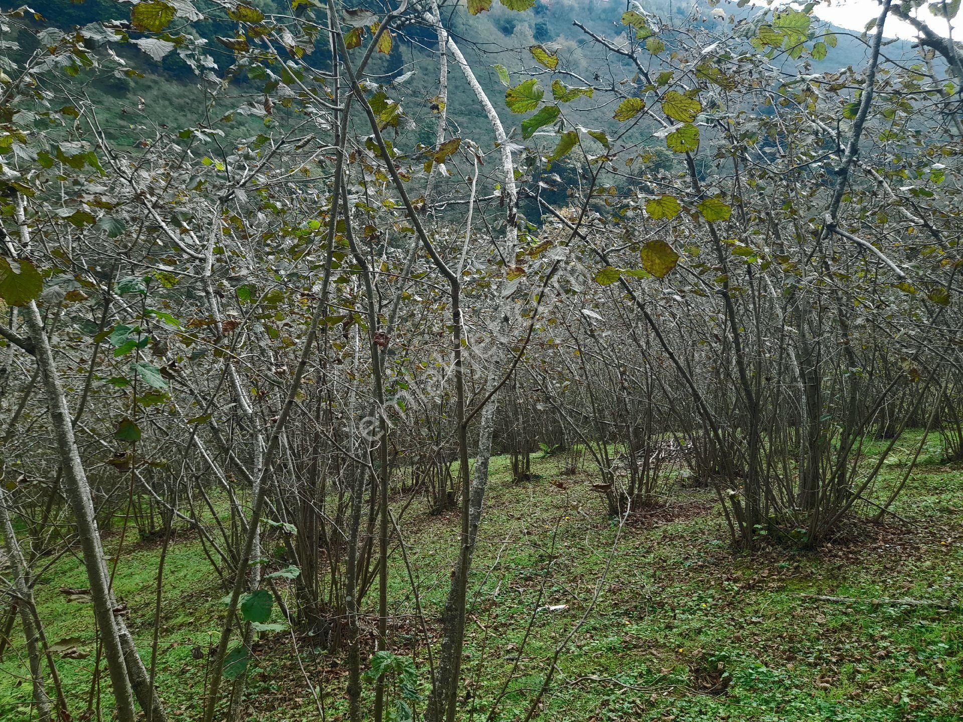Satılık Piraziz Hasanşeyhde Uygun 5190m2 Fındık Bahçesi - Görsel 6