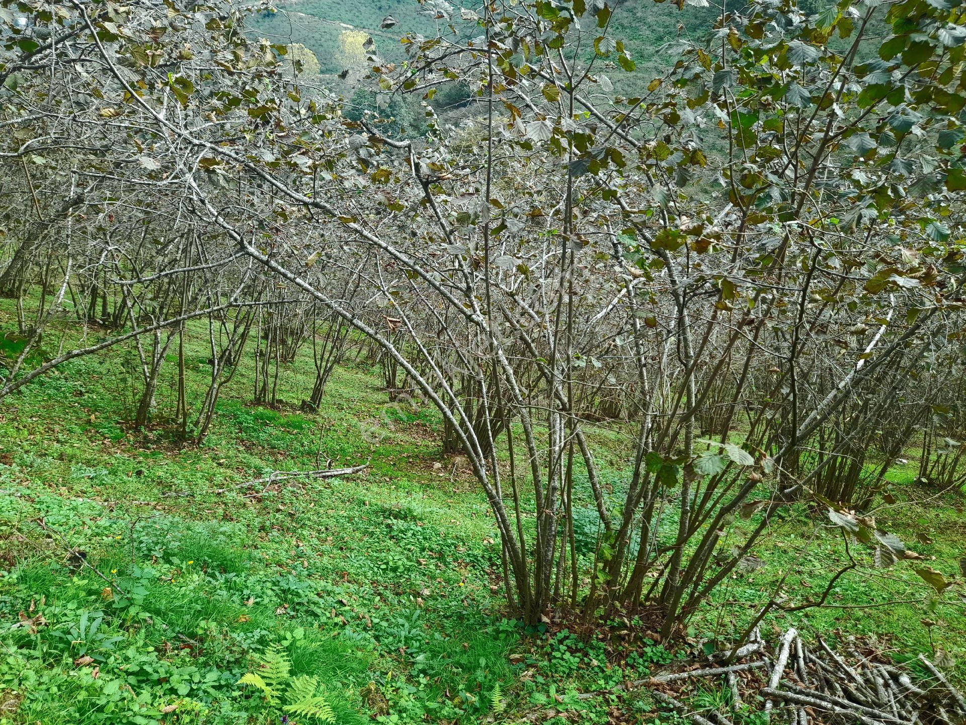 Satılık Piraziz Hasanşeyhde Uygun 5190m2 Fındık Bahçesi - Görsel 5