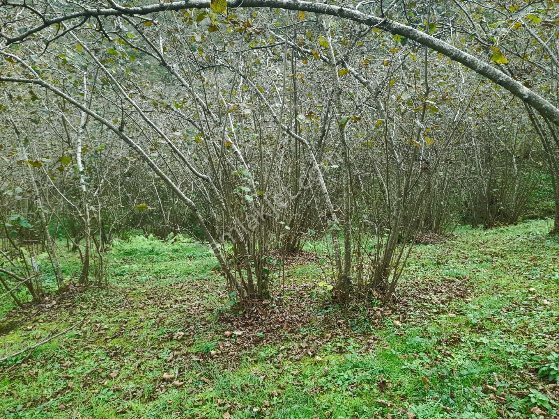 Satılık Piraziz Hasanşeyhde Uygun 5190m2 Fındık Bahçesi - Görsel 9