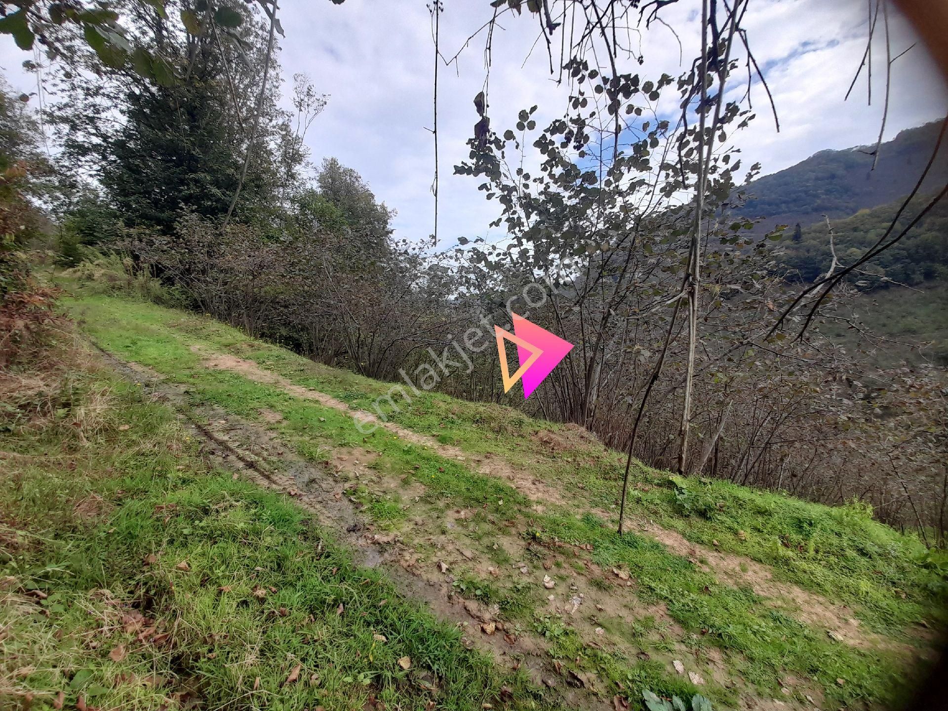 Satılık Piraziz Hasanşeyhde Uygun 5190m2 Fındık Bahçesi - Görsel 8