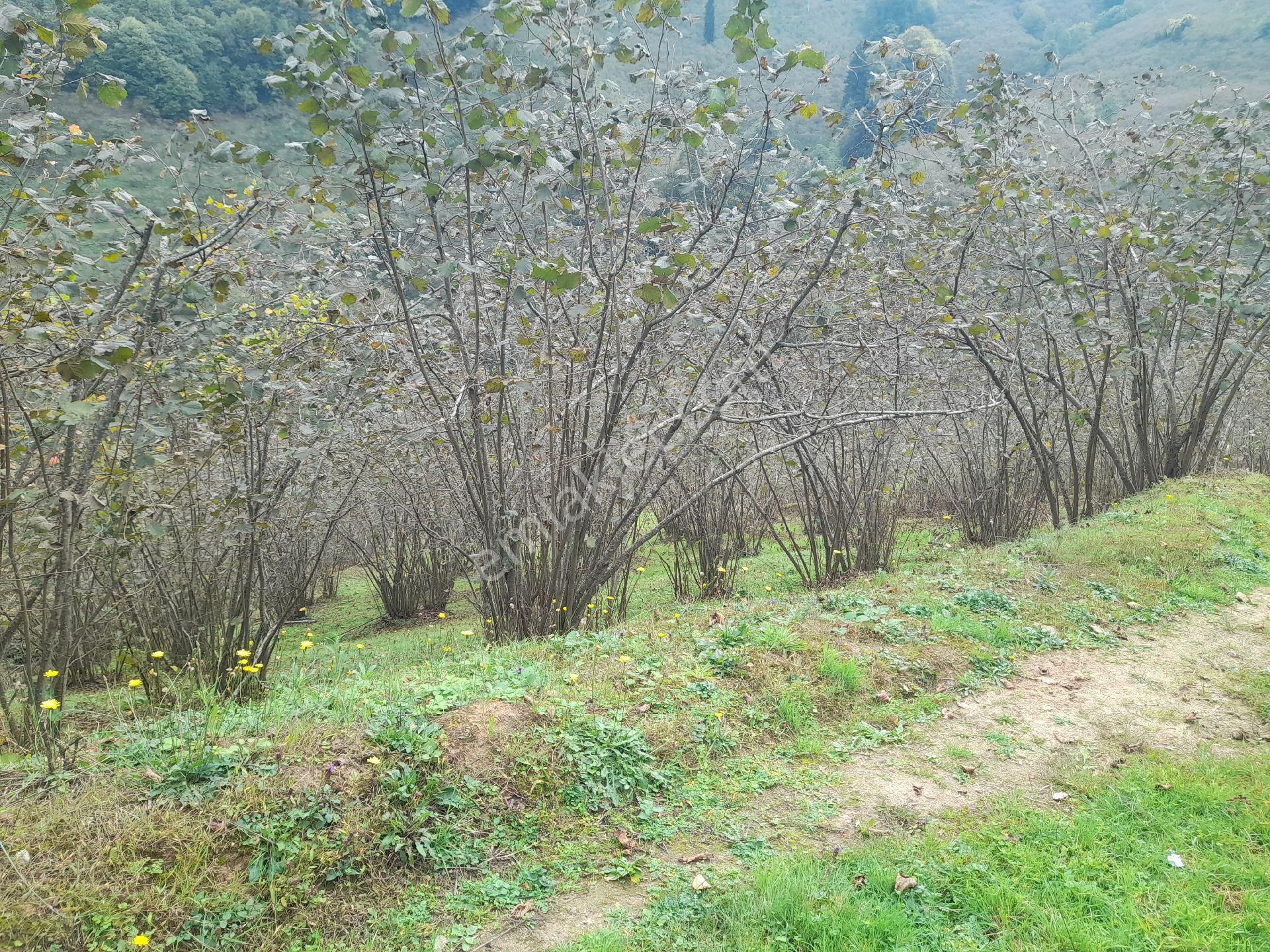 Satılık Piraziz Hasanşeyhde Uygun 5190m2 Fındık Bahçesi - Görsel 12