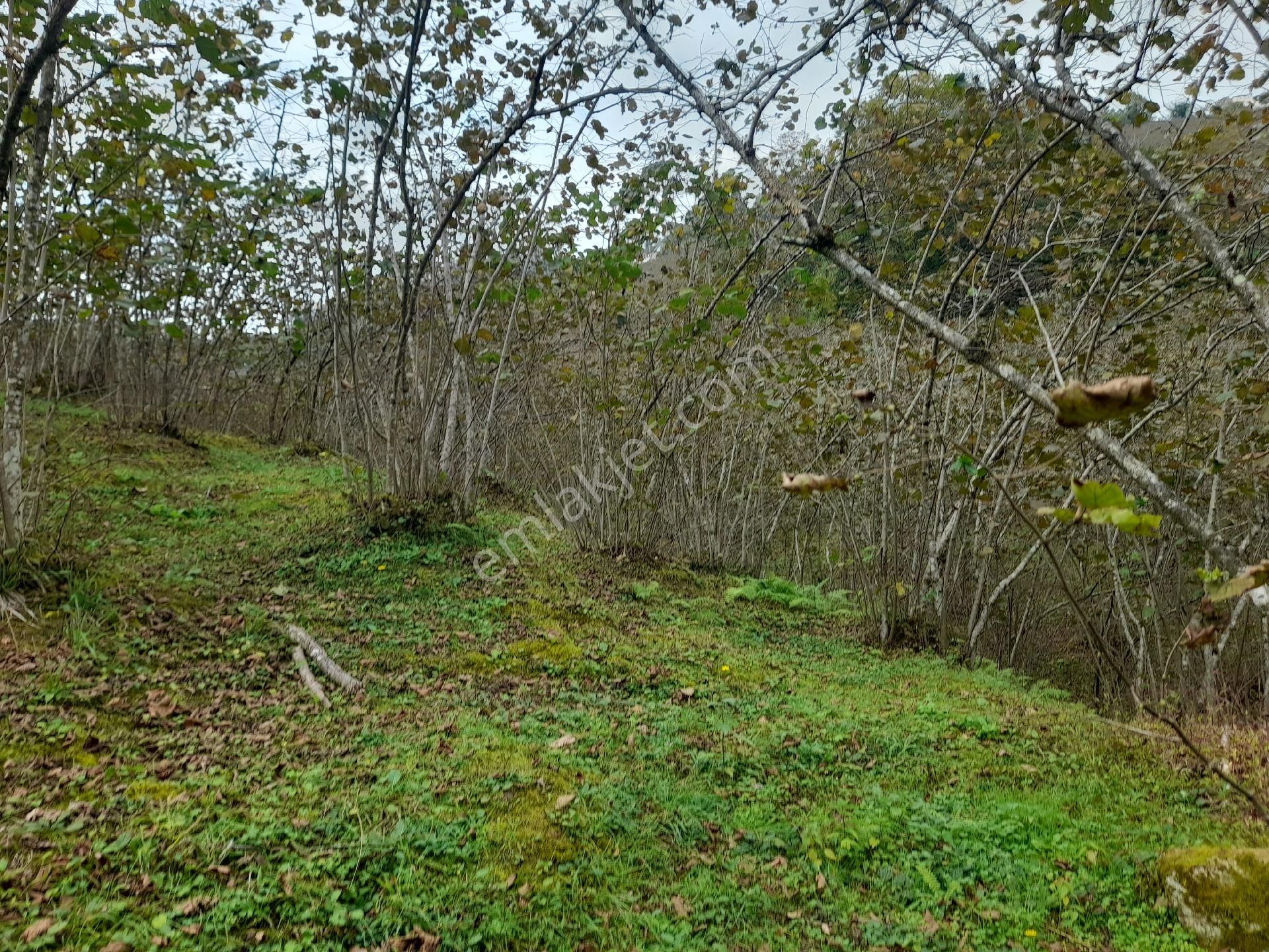 Satılık Piraziz Hasanşeyhde Uygun 5190m2 Fındık Bahçesi - Görsel 11