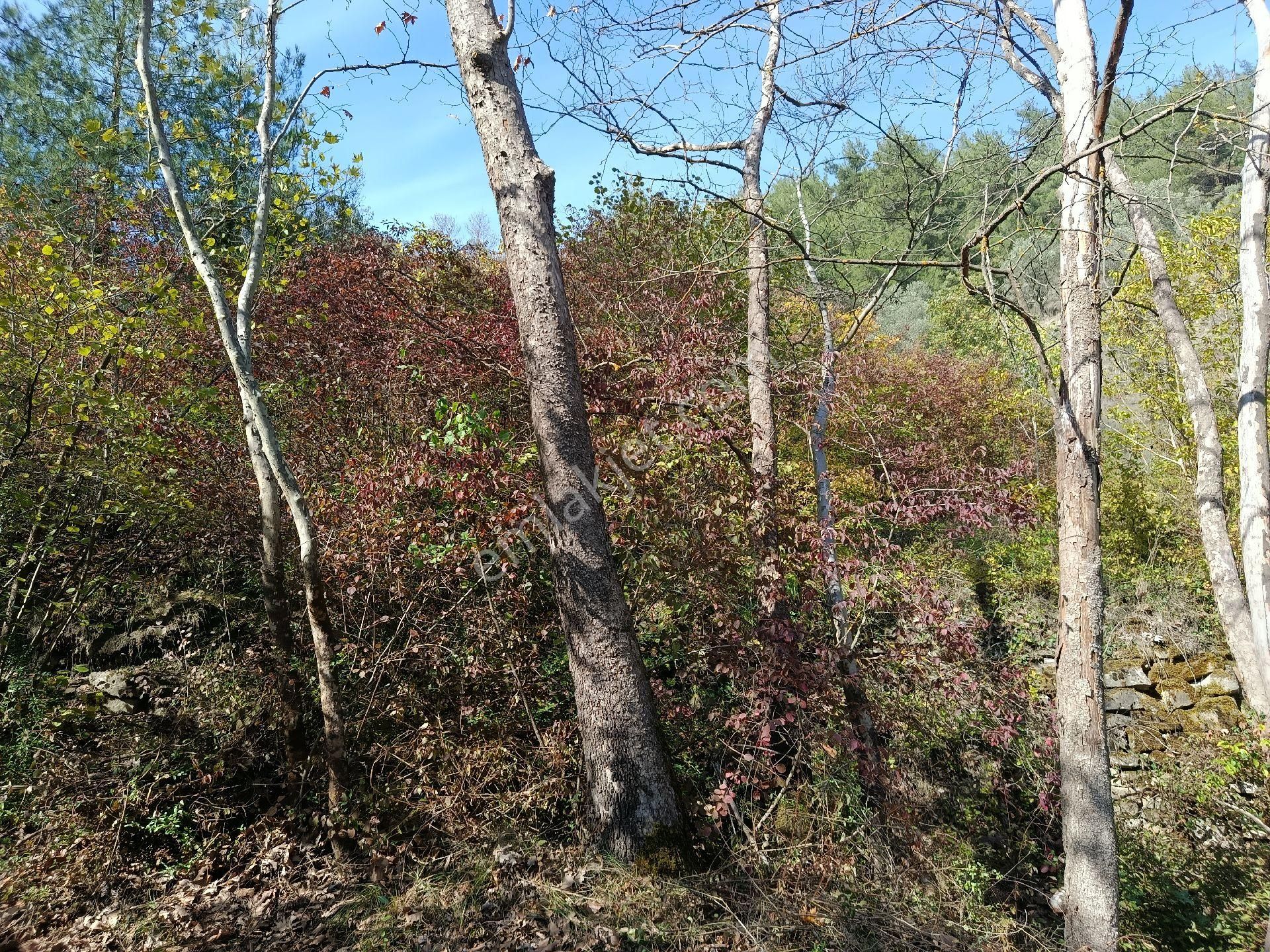 Satılık Kelepir Ev Yapılabilir Fırsat Tarla - Görsel 3