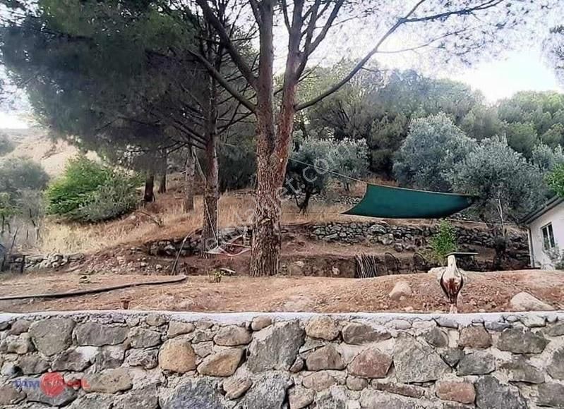 Dikili Kıroba Köyünde Satılık Zeytinlik Prefabrik Evli Mülk - Görsel 5