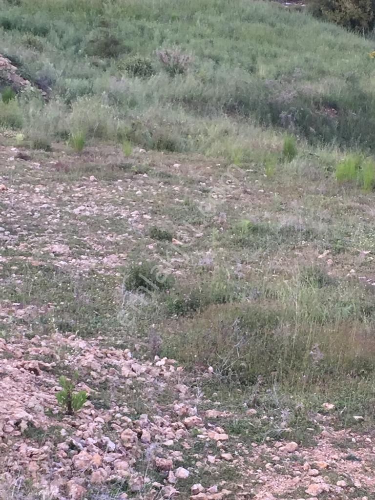 Arsa 500 M2 Vvillalık Esenpınar Mahallesi Eerdemlide - Görsel 16