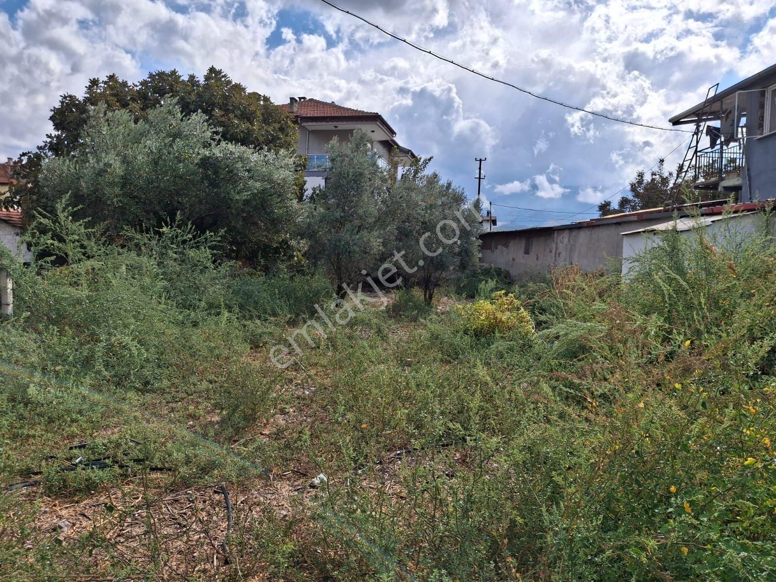 Manisa Salihli Poyraz Sat Zetinlik Ve Tarla - Görsel 2