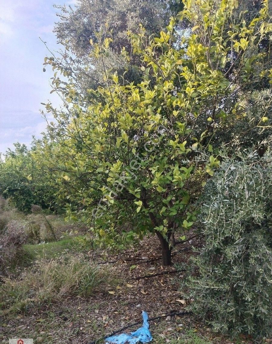 Muğla Ortaca Da Satilik Tarla - Görsel 8