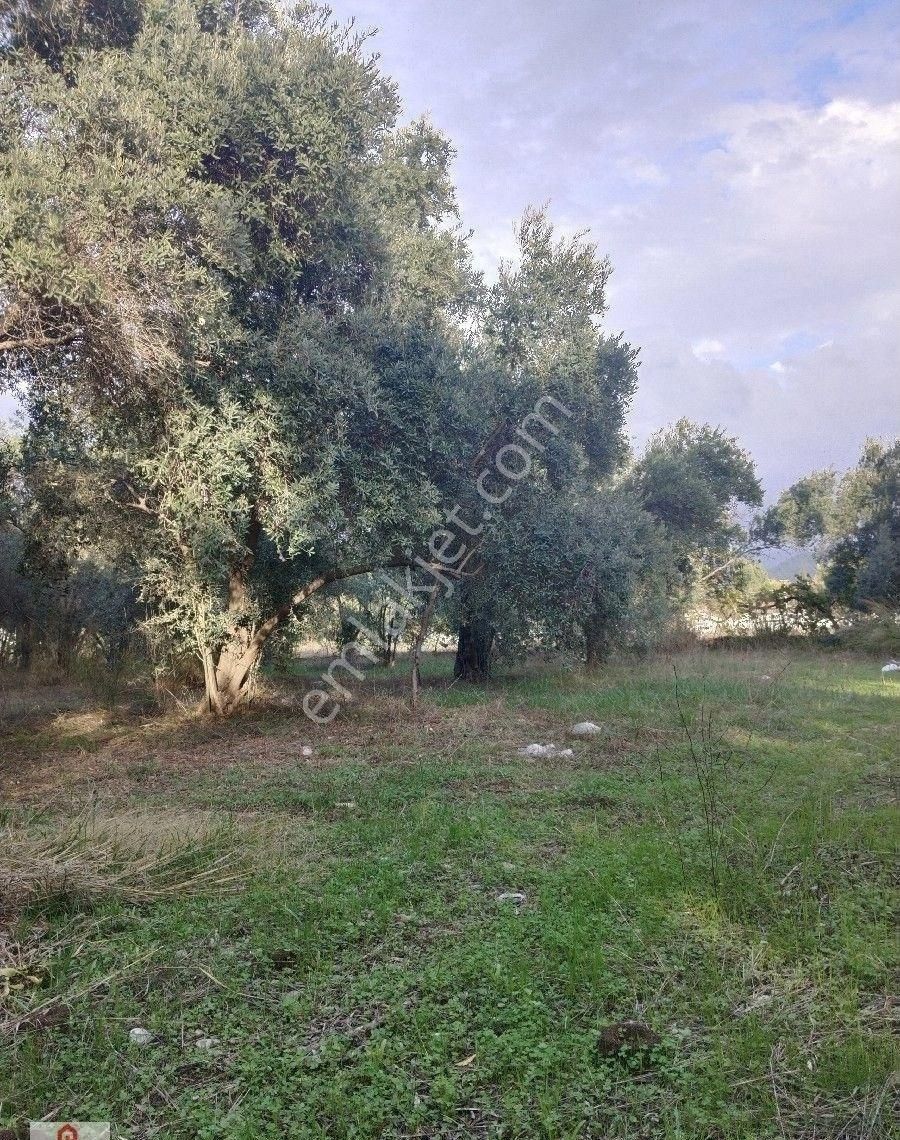 Muğla Ortaca Da Satilik Tarla - Görsel 14