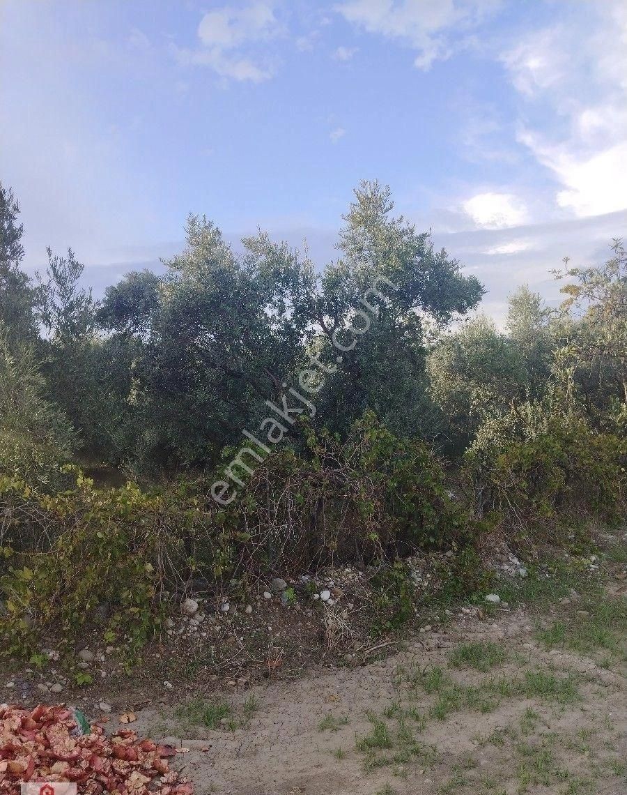 Muğla Ortaca Da Satilik Tarla - Görsel 22