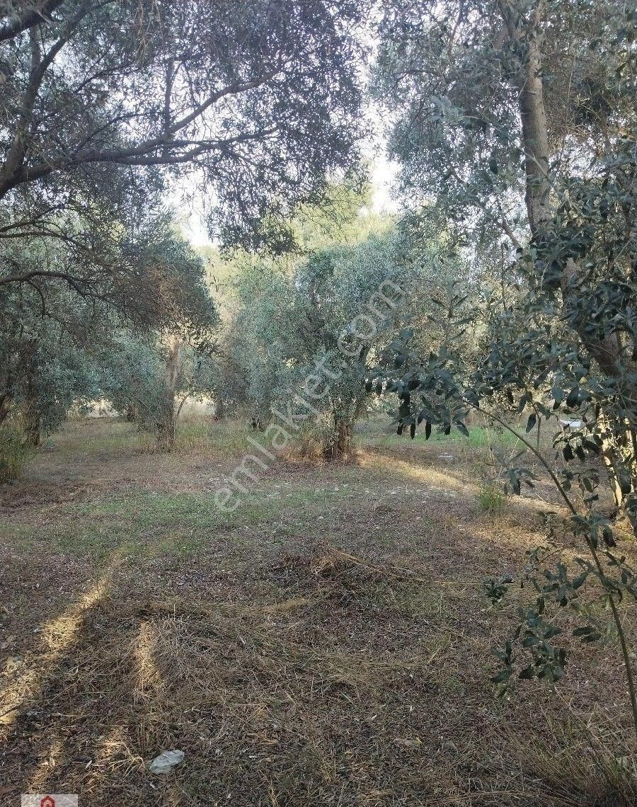 Muğla Ortaca Da Satilik Tarla - Görsel 29
