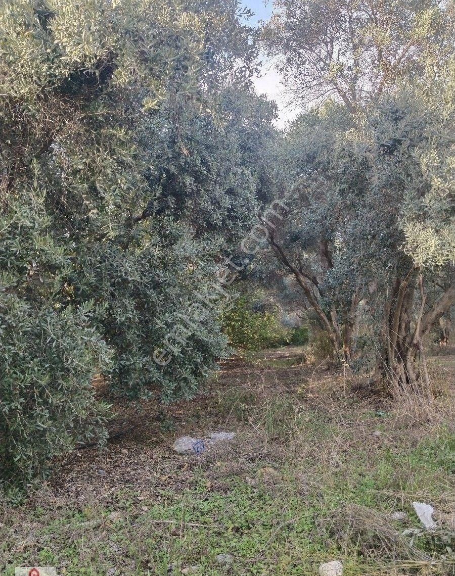 Muğla Ortaca Da Satilik Tarla - Görsel 13