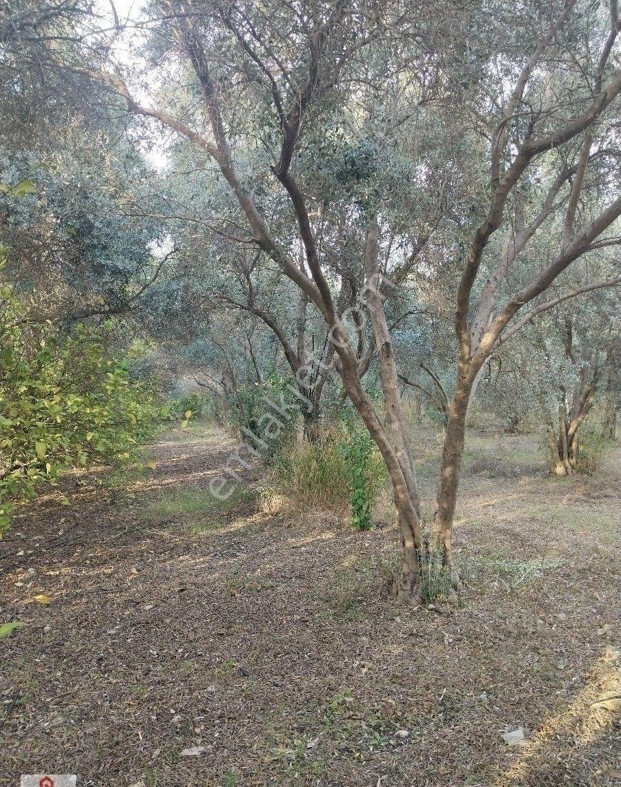 Muğla Ortaca Da Satilik Tarla - Görsel 27