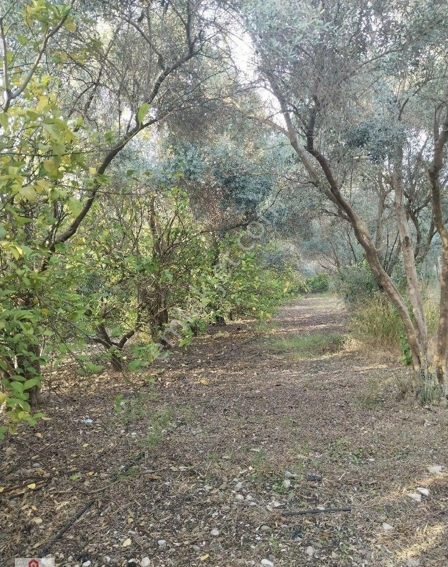 Muğla Ortaca Da Satilik Tarla - Görsel 15